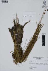 Juncus ebracteatus image